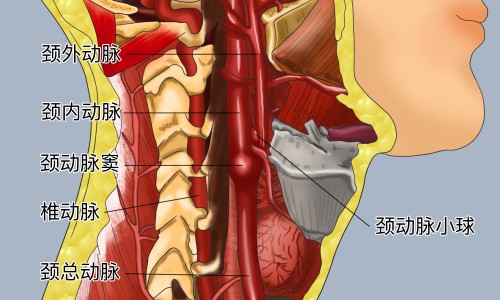 丹参的功效和作用-丹参的作用与功效及用药禁忌网—知名的丹参功效与作用主要治什么病症网站,分享丹参的功效作用与主治与用量禁忌知识